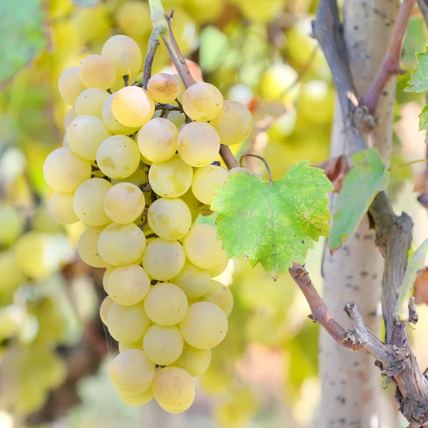 Uva bianca dolce e saporita — Foto Stock