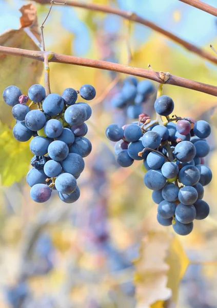 Trauben von Rotwein — Stockfoto