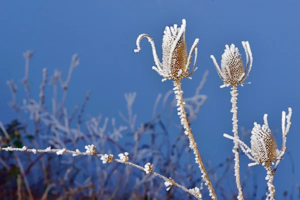 Planta de cardos congelados — Foto de Stock