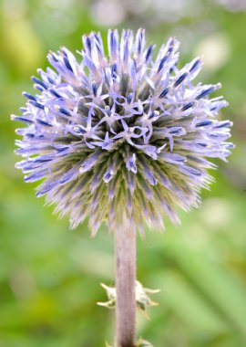 Echinops - globe thistles plant clipart