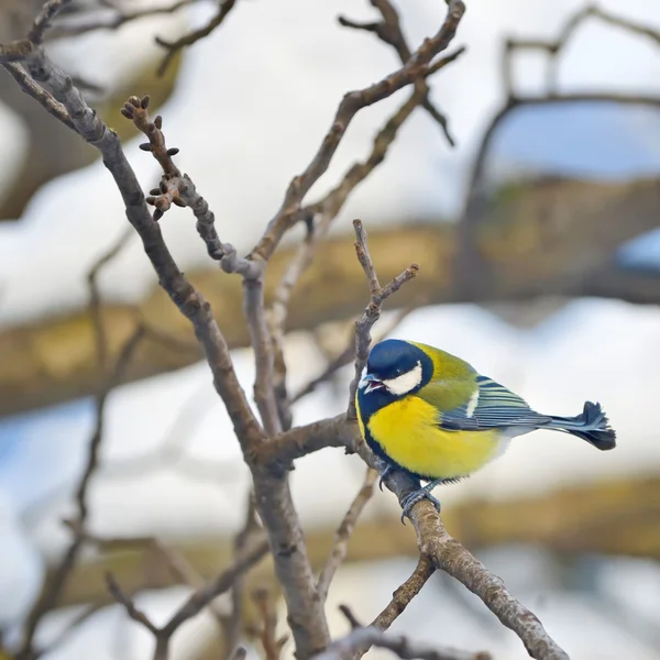 Tit on a branch — Stock Photo, Image