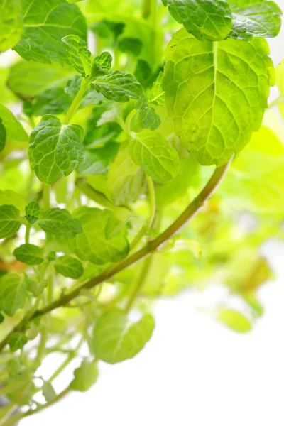 Pepper mint leaves — Stock Photo, Image