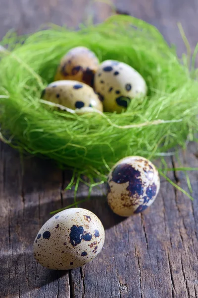 Quail eggs in a nest — Stock Photo, Image