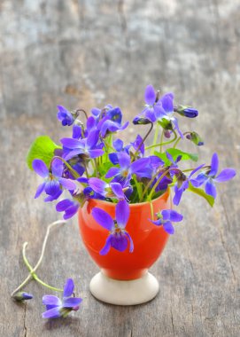 Viola cornuta çiçek