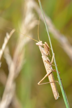 Çekirge üzerinde tesisi