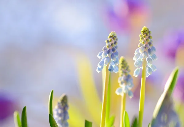 Muscari armeniacum blommor — Stockfoto