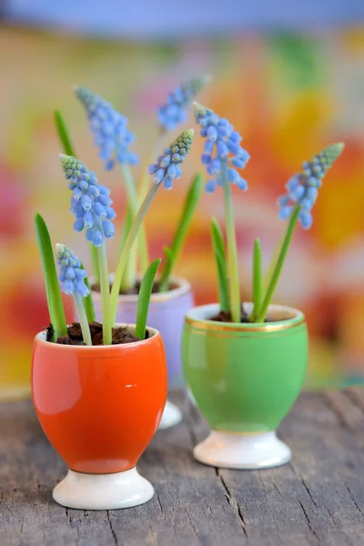 Hroznové hyacinty — Stock fotografie