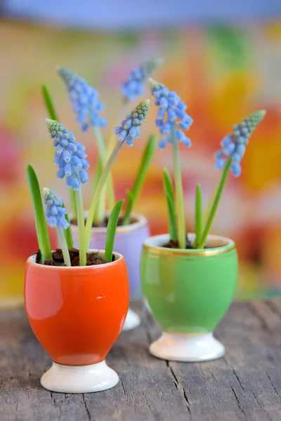 Grape hyacinths — Stock Photo, Image