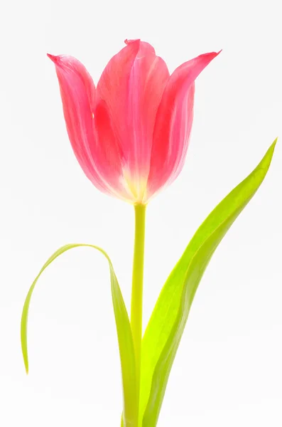 Eine rote Tulpe isoliert — Stockfoto