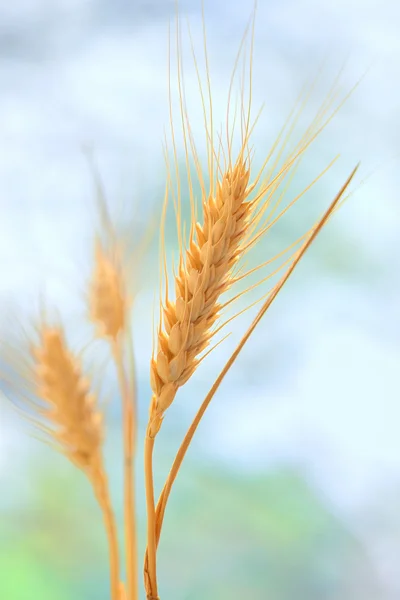 노란 곡물 — 스톡 사진