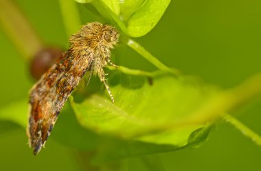 moth in forest clipart