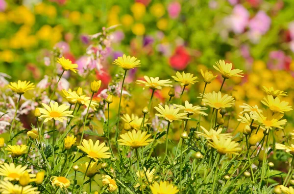 Guldmarguerit, Anthemis tinctoria — Stockfoto