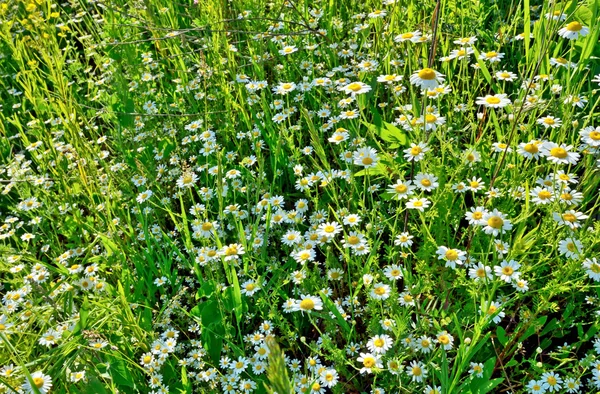 Campo di camomilla — Foto Stock