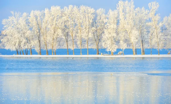 寒冷的冬天树 图库图片