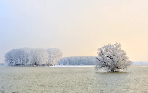 Danubio e alberi ghiacciati — Foto Stock