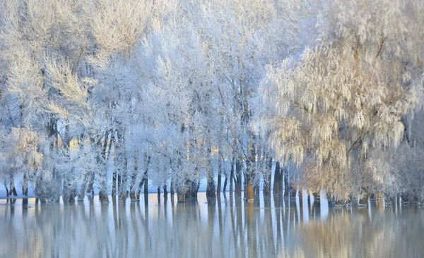 Alberi invernali gelidi — Foto Stock