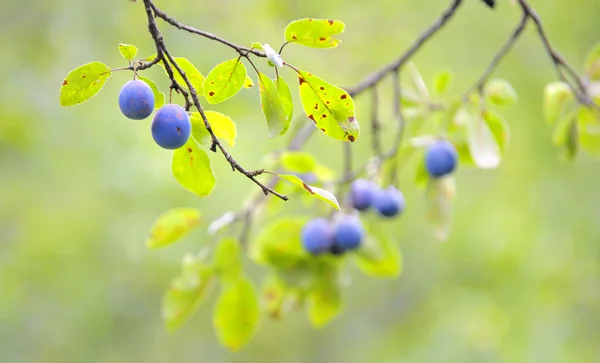 Plums on tree — Stock Photo, Image