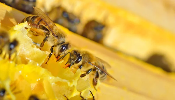 Makro pszczół — Zdjęcie stockowe