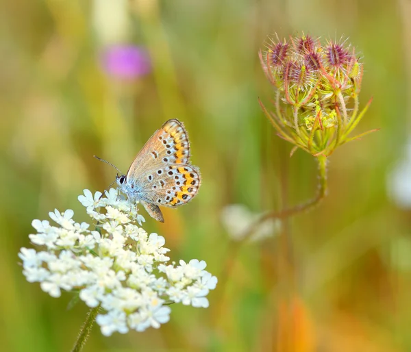 普通蓝色(Polyommatus icarus)) — 图库照片