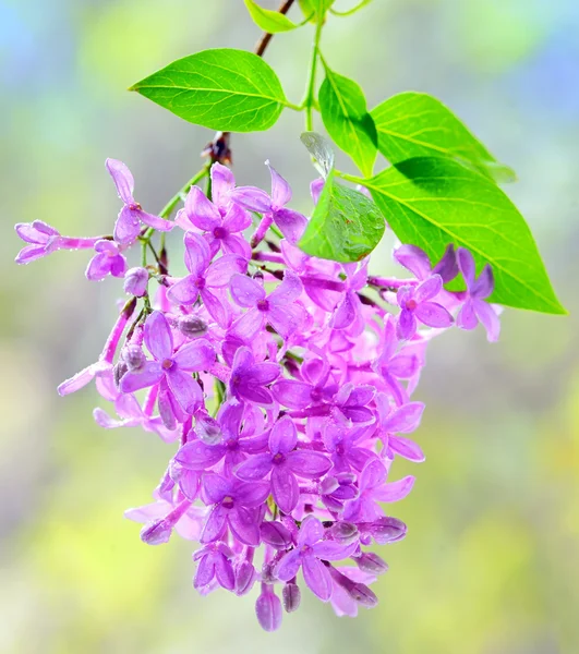 Branch with lilac flowers — Stock Photo, Image