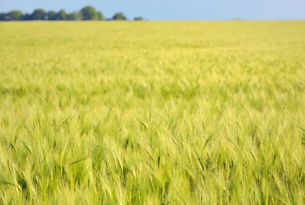 Campo de trigo verde — Fotografia de Stock