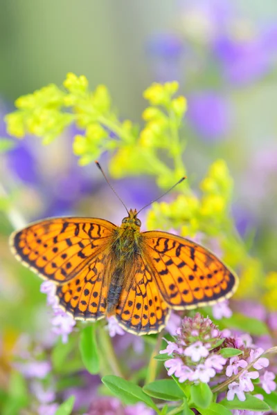 Borboleta monarca — Fotografia de Stock