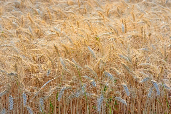 Golden Wheat field Stock Photo