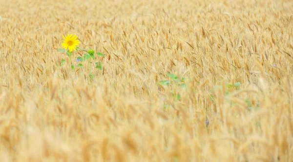Slunečnice v obilné pole — Stock fotografie