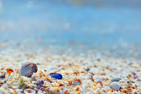 Kagyló és homok — Stock Fotó
