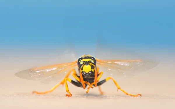 Avispón gigante europeo — Foto de Stock