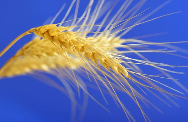 Spikelets en korrels van tarwe — Stockfoto