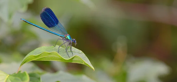 Libelle im Wald — Stockfoto