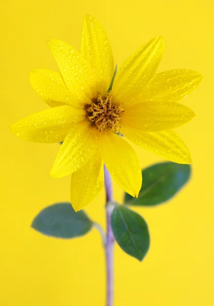 Gelbe Sonnenblume — Stockfoto