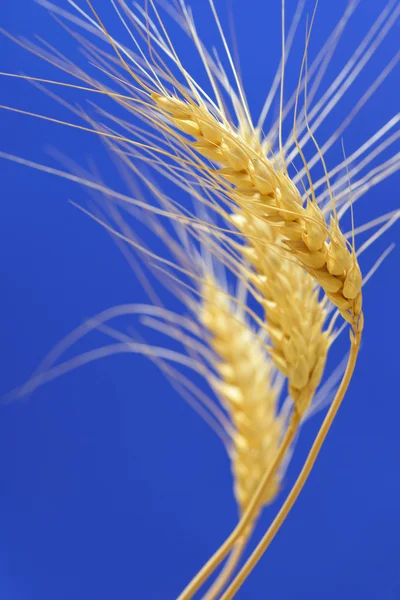 Spikelets en korrels van tarwe — Stockfoto