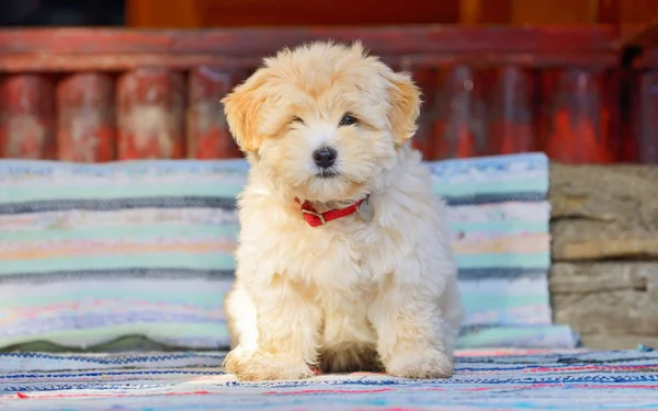 Κοκκινωπό havanese κουτάβι σκυλί — Φωτογραφία Αρχείου