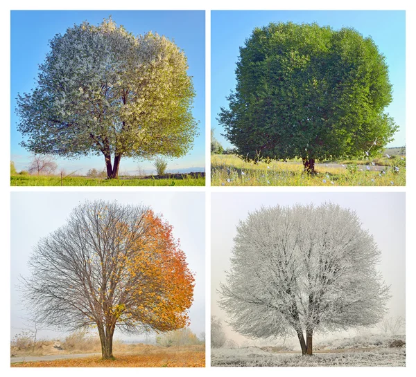 Un albero solitario — Foto Stock