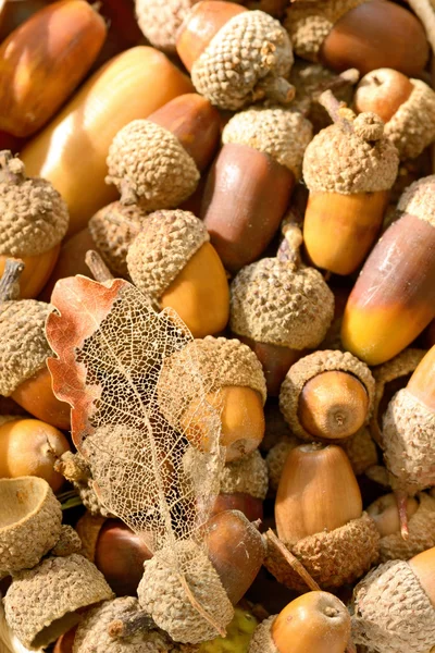 Ripe acorns — Stock Photo, Image