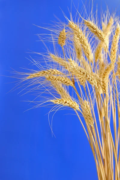 Ähren und Weizenkörner — Stockfoto