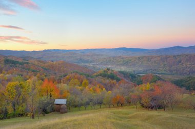 sonbahar manzarası ile renkli orman