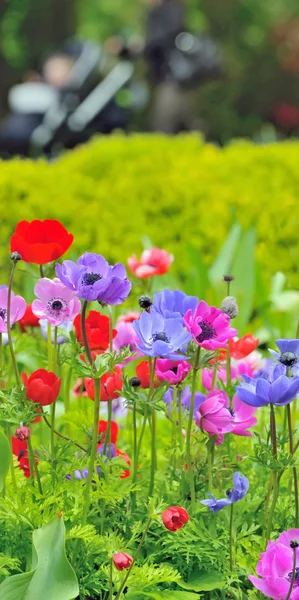 Fiori di anemone sul campo — Foto Stock