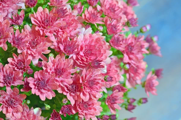 Pink autumnal chrysanthemum — Stock Photo, Image