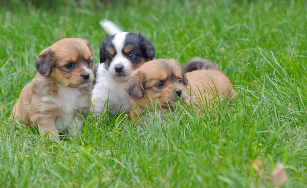 Cão de cachorro pekinese — Fotografia de Stock