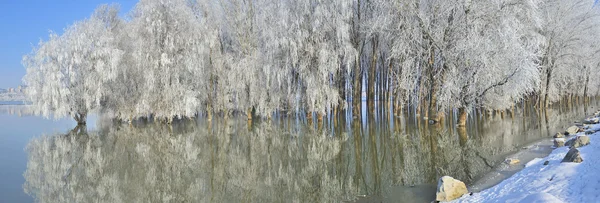 Frostiga vinter träd — Stockfoto