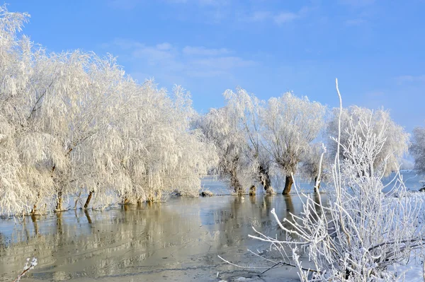 Ijzig winter bomen — Stockfoto