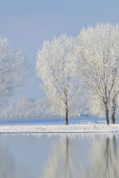 Arbres d'hiver givrés — Photo