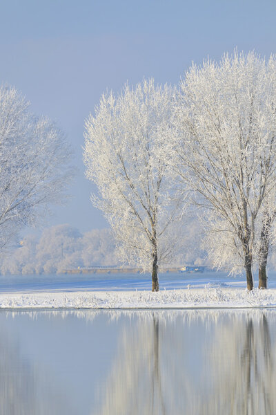 Ледяные зимние деревья
 