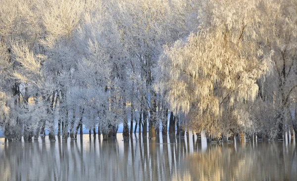 Frostiga vinter träd — Stockfoto