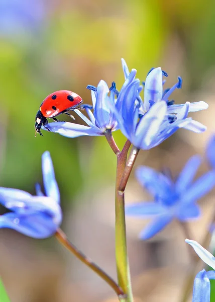 Één Ladybug in de lentetijd — Stockfoto