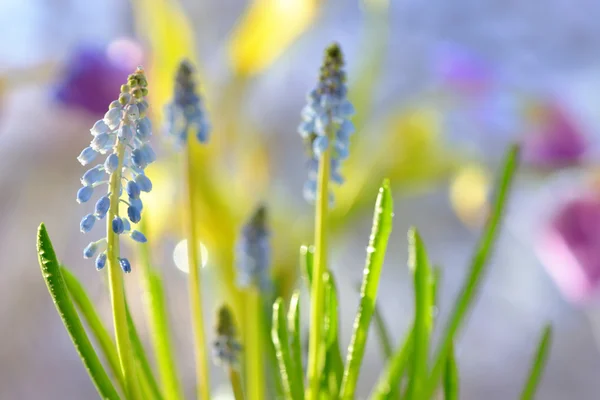 Muscari neglectum blommor — Stockfoto