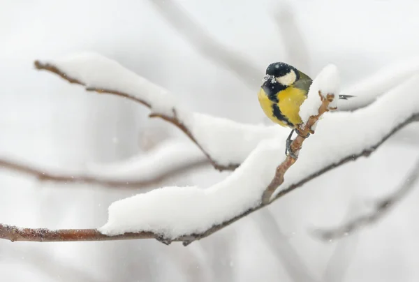 Great tit on tree brunch — Stock Photo, Image